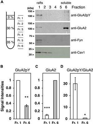 Membrane lipid rafts are required for AMPA receptor tyrosine phosphorylation